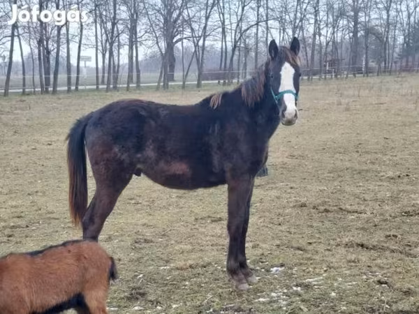 Hing, Hungarian horse breed