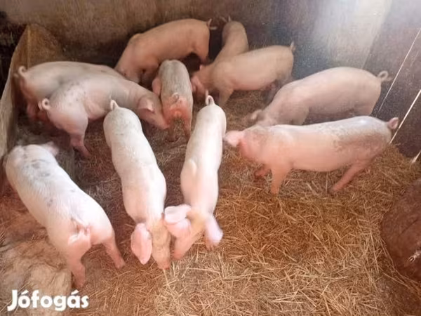 Sow, Pigs