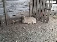 Juh, Baerchuke sheep — 3. fotó