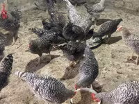 Chickens — 照片 2
