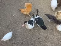 Ducks — الصورة 4
