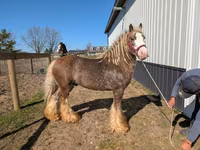 घोड़ा, Gypsy horse — फ़ोटो 8