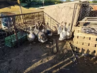 Geese — फ़ोटो 2