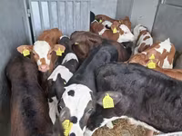 Býk, Simmental cattle — foto 6