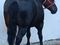Kanca, Polish Heavy — 4. fotó