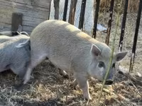 Pigs (batch, sex not specified), Pigs — photo 1