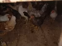 Poule danoise — photo 1