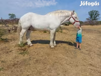 حصان, Percheron — الصورة 4