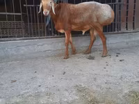Carnero, Saryarka sheep — foto 1
