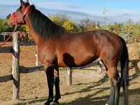 母马, Hungarian horse breed — 照片 2