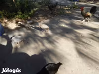 Guinea fowl — Foto 4