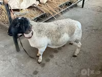كبش, Dorper sheep — الصورة 5