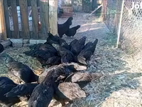 Ayam Cemani — 6. fotó