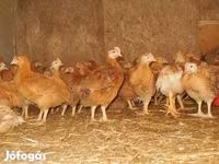 Chickens — photo 3