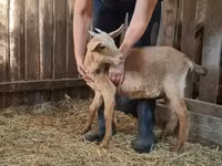 母山羊, Goats — 照片 1