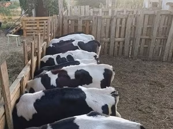 Taureau, Russian Black pied cattle — Hongrie