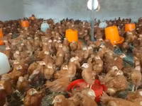 Chickens — photo 1