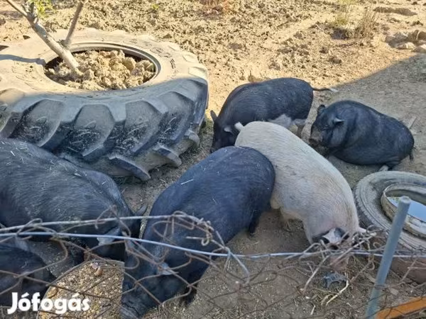 Boar, Вьетнамская вислобрюхая