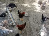 Turkeys — foto 3