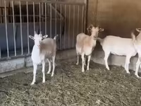 Nőstény kecske, Pomellata goat — 2. fotó