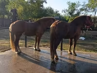 Cheval, Chevaux — photo 4