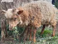 Kos, Racka sheep — 3. fotó
