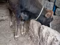 Bull, Cattle — photo 2