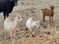 母山羊, Nubian Goat — 照片 6