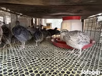 Quails — photo 2