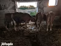 ثور, الماشية — الصورة 2