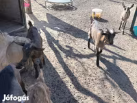 Billy Goat, Goats — photo 1
