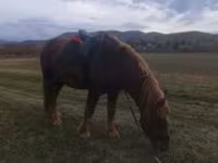 Caballo, Caballos — foto 5