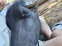 गाय, बिफालो — फ़ोटो 1
