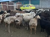 मेढ़ा, भेड़ — फ़ोटो 3