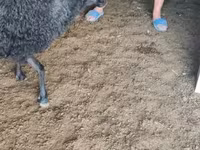 كبش, Tsigai sheep — الصورة 8