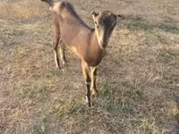 母山羊, Goats — 照片 3
