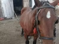 母马, Horses — 照片 3