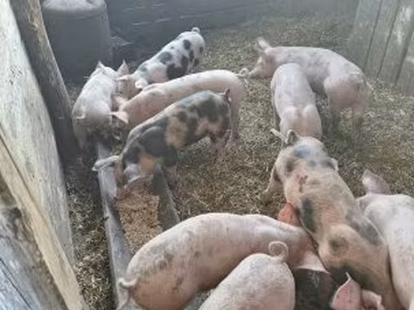 Pigs (batch, sex not specified), Pigs — Hungary