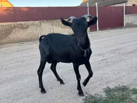 Ziegenbock, Murcia-Granada goats — Foto 3