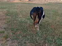 母牛, Holstein breed — 照片 1