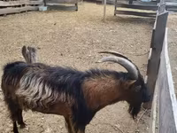 公山羊, Goats — 照片 2