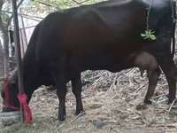गाय, मवेशी — फ़ोटो 4