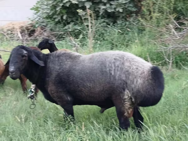 Beran, Ovce