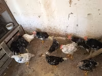Chickens — photo 5