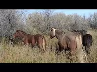 Caballo, Caballos — foto 2