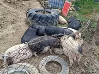 Boar, Вьетнамская вислобрюхая — photo 2