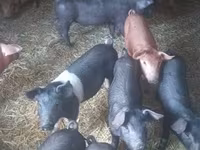 母猪, Pigs — 照片 3