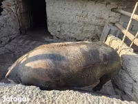 公猪, Пьетрен — 照片 2