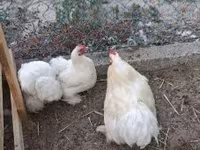 Pekin Bantam — foto 3