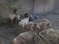 Owca, Owce — zdjęcie 3